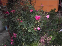 486f26d7-Picture 019.jpg